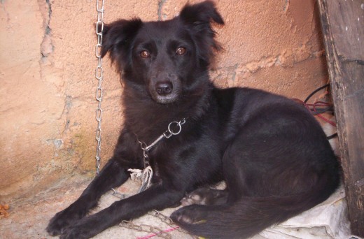 ella estava hay en la orilla de su casa afura ella tiene dos años por eso es que tiene el ocico un poco blanco ven. ella estava hay en la orilla de su casa afura ella tiene dos años por eso es que tiene el ocico un poco blanco ven.